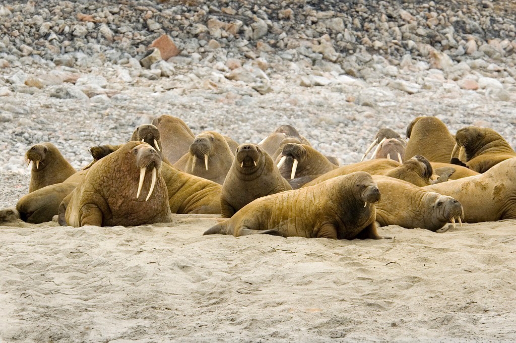 2507 Hvalros09.jpg - Walrus (Odobenus rosmarus) Hvalros, Spitsbergen Norway July 2008